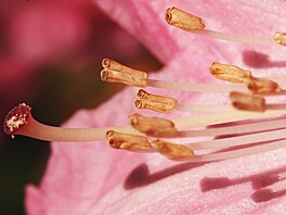 Azalky a rododendrony (Rhododendron) naly hezký zpsob, jak se nechat opylit...