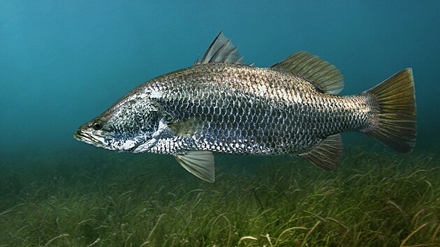 Barramundi se vyskytuje v severn� Austr�lii a v indopacifick� oblasti. �ije v...
