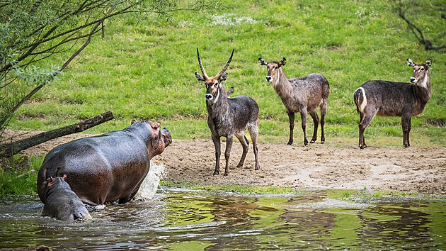 Vbh hroch s antilopami navozuje dojem, jako byste si opravdu vyjeli na safari do Afriky. Pitom sta zajet do Dvora Krlov.