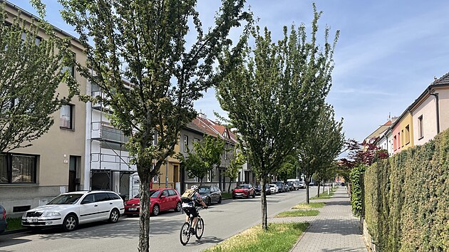 Stromy v brnnských idenicích v ulici Jílkova rok po útoku vandala z jara 2023...