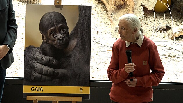 Mld gorily v prask zoo doslalo jmno Gaia