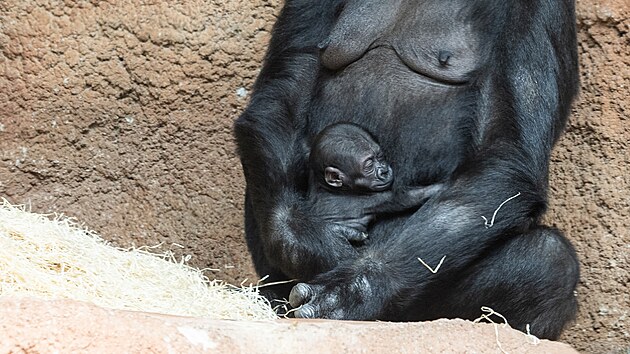 Nov goril mld z prask zoo je samika, dostala jmno Gaia. (11. kvtna 2024)