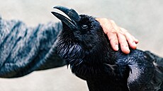 Na dvo�e záchranné stanice v Pate�ín� u Ond�eje a Jany Csikových hosty p�ivítá...