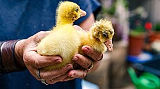 Na dvo�e záchranné stanice v Pate�ín� u Ond�eje a Jany Csikových hosty p�ivítá...