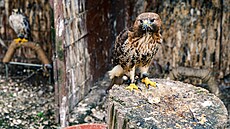 Na dvo�e záchranné stanice v Pate�ín� u Ond�eje a Jany Csikových hosty p�ivítá...