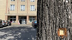 Díra po kulce na strom na míst stelby ped Domem kultury v Handlové (16....