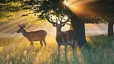 Nejvtí královský park Londýna Richmond je proslavený pedevím voln se...