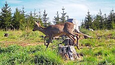 Snímek z fotopasti správy lázeských les u obce Kolová na Karlovarsku