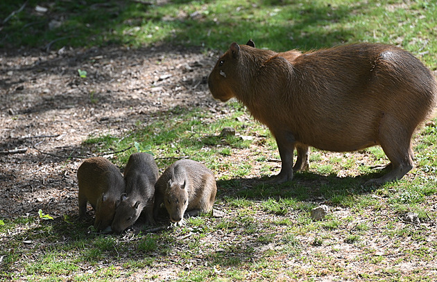 Jako zvětšená morčata. Zlínská zoo se pyšní největším odchovem kapybar v historii