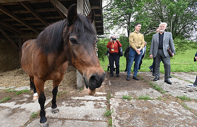 Prezident přijel na farmu v Kunvaldu, bezzubý poník na něj vyplazoval jazyk