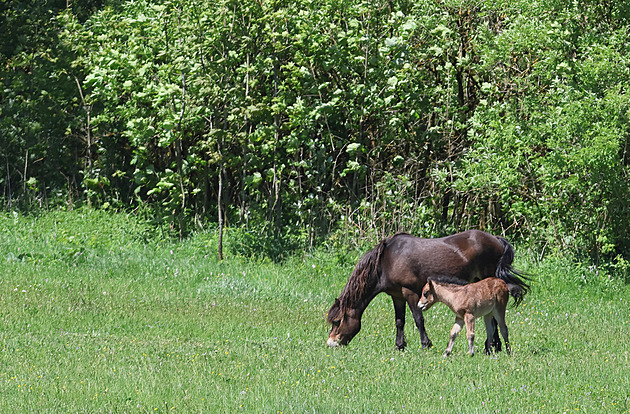 První híb na pastvinách ve títarech