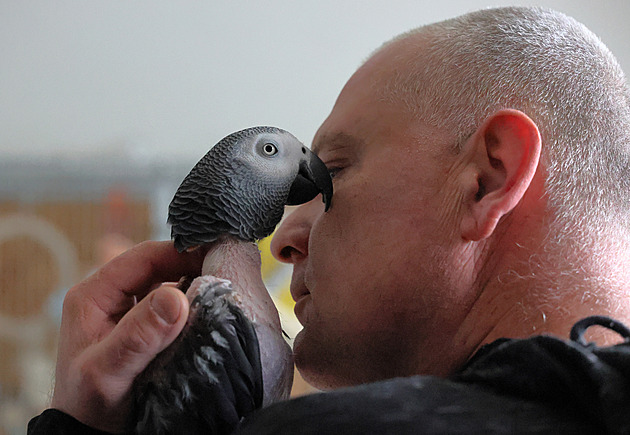 Papoušek si ze stresu vytrhal peří, svého zachránce teď zahrnuje polibky
