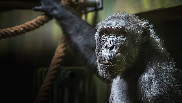 Guis přijel z Madridu, ve Dvoře má pomoci obnovit chov šimpanzů čego