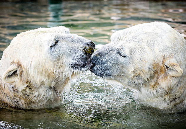 V pražské zoo se zabydlují medvědí dvojčata. Už vyhodila z výběhu bójku mezi lidi