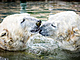 Praská zoo pedstavila lední medvdy Gregora a Aleuta, kteí picestovali z...