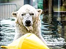 Prask zoo pedstavila ledn medvdy Gregora a Aleuta, kte picestovali z...