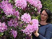 V Arboretu Nový Dvr kvetou rododendrony. Nae sbírka ítá více ne sto druh...