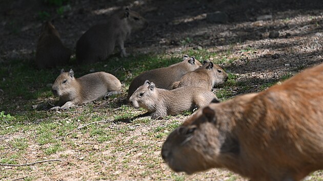 Ve zlnsk zahrad se narodilo est mladch kapybar, jde o jeden z nejvtch odchov v zoo. (kvten 2024)