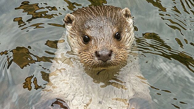 Vydra ���n� je chr�n�n�m �ivo�ichem.