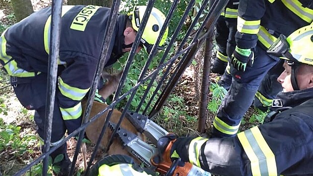 V �amberku zase srna uvízla v brán�.