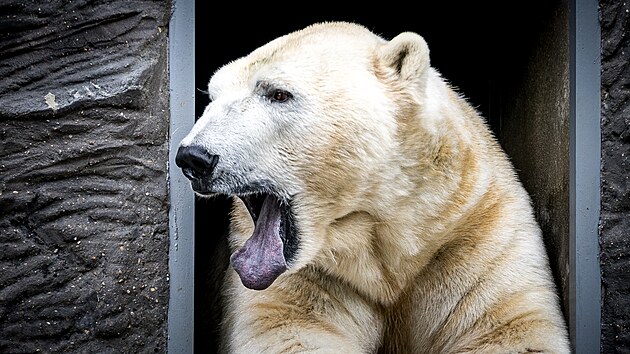 Prask zoo pedstavila ledn medvdy Gregora a Aleuta, kte picestovali z Varavy (22. kvtna 2024)