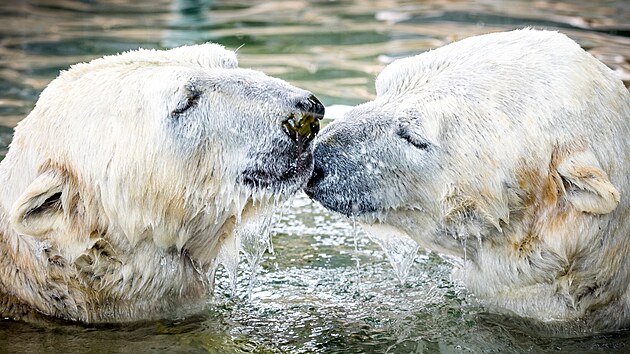 Prask zoo pedstavila ledn medvdy Gregora a Aleuta, kte picestovali z...