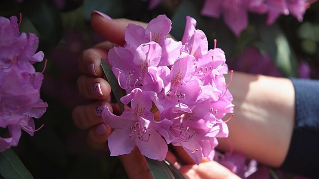 Rov je typickou barvou rododendronu. Spektrum odstn jeho kvt je dnes ale irok. Od bl ped jemn rovou po tmav odstny a k erven a tmav fialov.