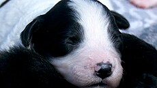 tata na Kutnohorsku skonila v popelnici, peít jim pomohla fena v roli...