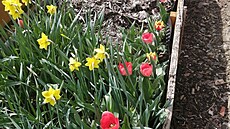 Úroda jarních cibulovin první rok po zaloení zahrady (jaro 2023)