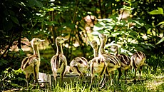 O deset mlá�at nandua pampového se v ostravské zoo stará samec. (20. kv�tna...