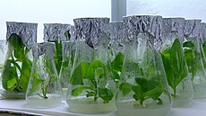 Snímek z laborato�e na p�d� P�F UK, kde botanici zkou�ejí mo�nosti praktického...