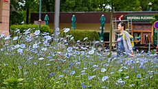 Kvetoucí lny v ulici Jana Masaryka u ru�né k�i�ovatky jsou jedním z...