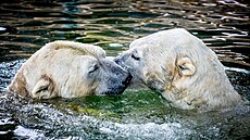 Pra�ská zoo p�edstavila lední medv�dy Gregora a Aleuta, kte�í p�icestovali z...