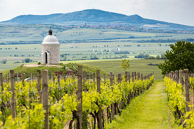 Vinice na prodej. Moravští výrobci řeší existenční problémy, víno se pije méně