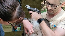 �ipování mlád�te p�ed transportem