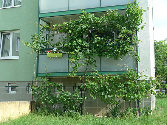 Vinohrad na brn�nských Vinohradech