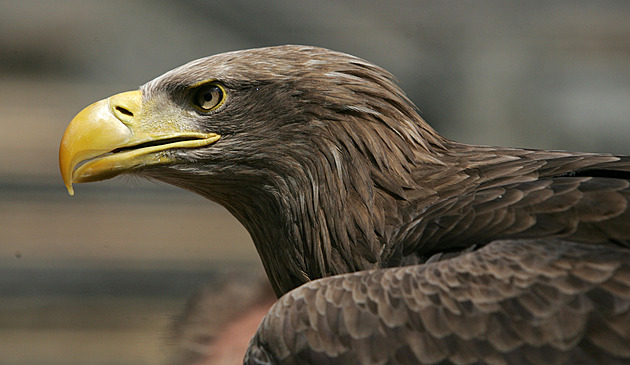 Orel moský je nejvtí evropský orel a nejvtí dravec vyskytující se v esku....