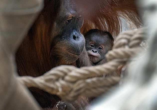 Malý orangutan z pražské zoo se jmenuje Harapan. Znamená „naděje“