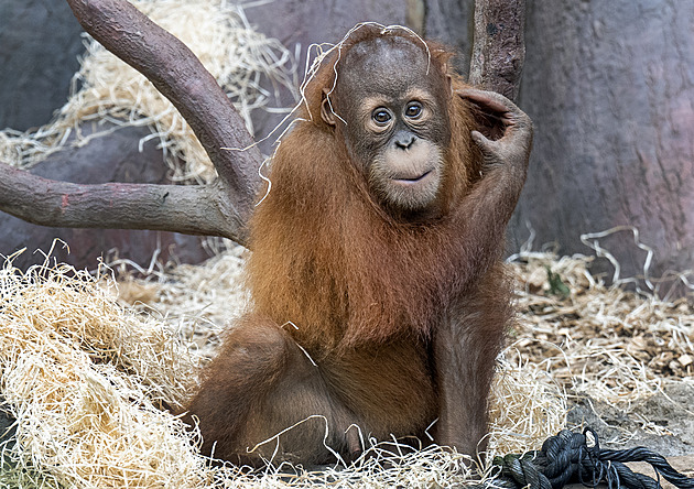 Reakce na tragédii. Zoo upraví expozici orangutanů, pády do vody ohlídá alarm