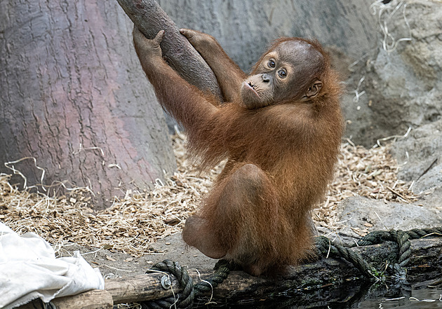 Tragédie v Zoo Praha. Oblíbený orangutan Kawi se utopil ve vodním příkopu