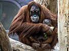 Malý sameek orangutana z praské zoologické zahrady dostal jméno Harapan. (2....