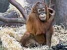 Kawi, starí mlád orangutana z praské zoo. (2. ervna 2024)