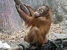 Kawi, starí mlád orangutana z praské zoo. (2. ervna 2024)