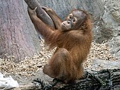 Kawi, star�í mlád� orangutana z pra�ské zoo. (2. �ervna 2024)
