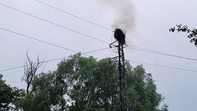 Pi poru hnzda na storu vysokho napti v Albrechtikch zahynula tyi pata.