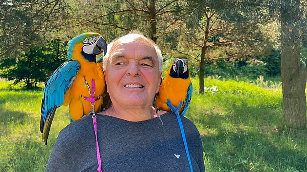 Papouci ara na rameni lov polibek od svho chovatele,