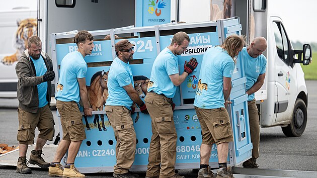 Prask zoo transportuje kon Pevalskho do Kazachstnu (3. ervna 2024)