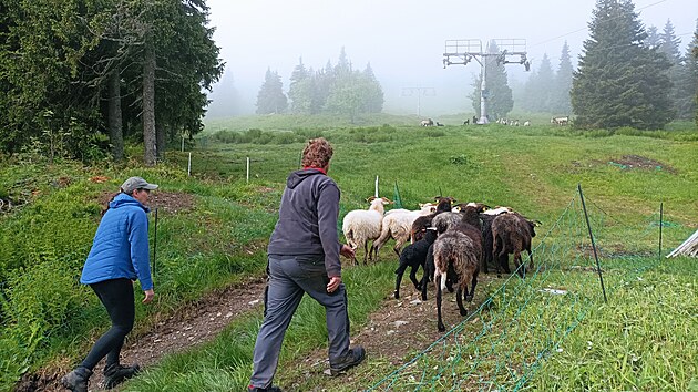 Na svazch Praddu se zabydluje stdo ovc. Tamn horsk hole budou spsat do z.