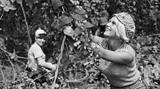 Studenti gymnazia ve Vodradské ulici v Praze 10 na chmelové brigád v JZD...