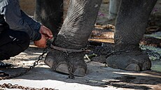 Kde jinde ne� na dovolené bychom m�li obdivovat zví�ata z jiných kontinent�? ...